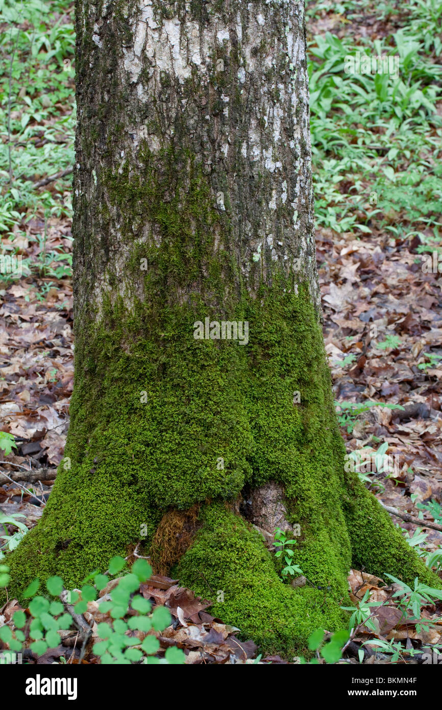Teppich-Moos auf Baumstamm Eastern sommergrünen Wald Osten der Vereinigten Staaten Stockfoto