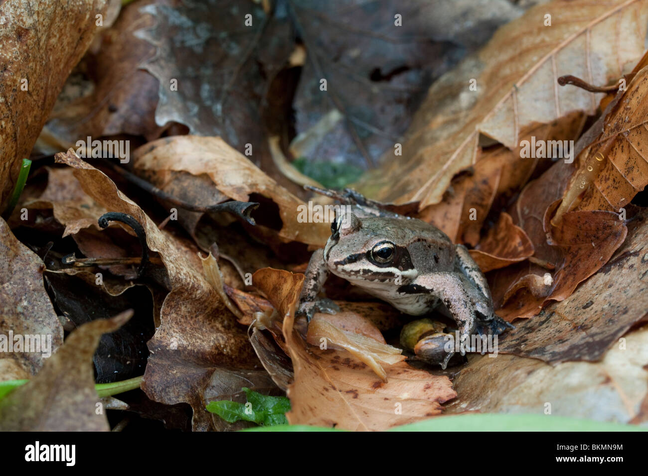 Holz Frosch Rana Sylvatica Eastern Abfallung Frühlingswald USA Stockfoto