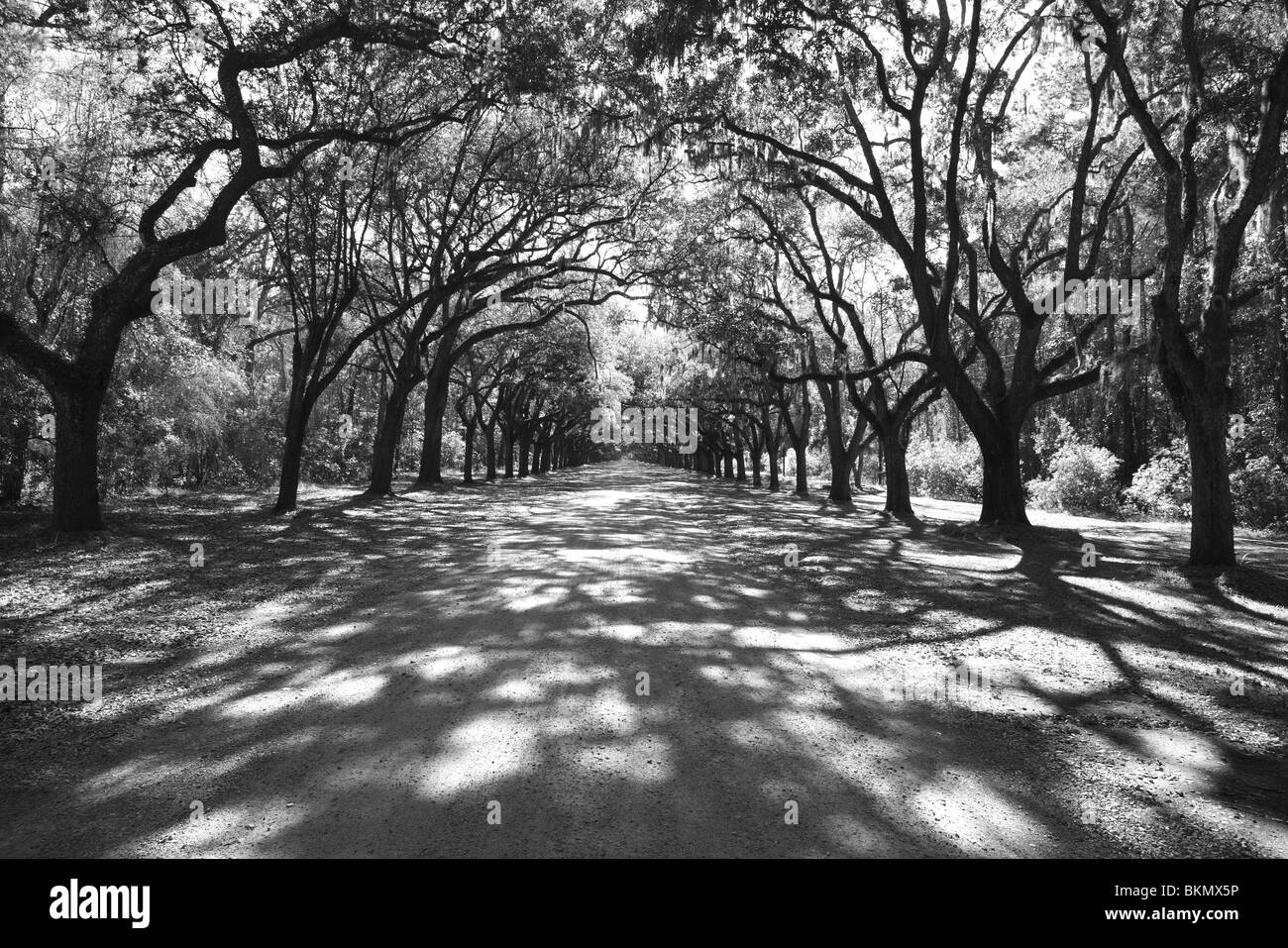 WEG ZUR WORMSLOE PLANTAGE IN DER NÄHE VON SAVANNAH, GEORGIA, USA Stockfoto