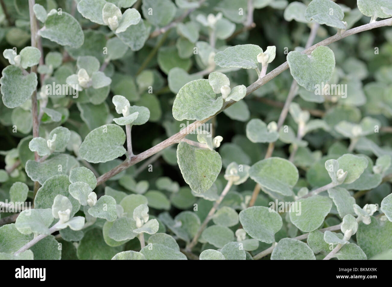 Silber Bush ewigen (helichrysum petiolare) Stockfoto