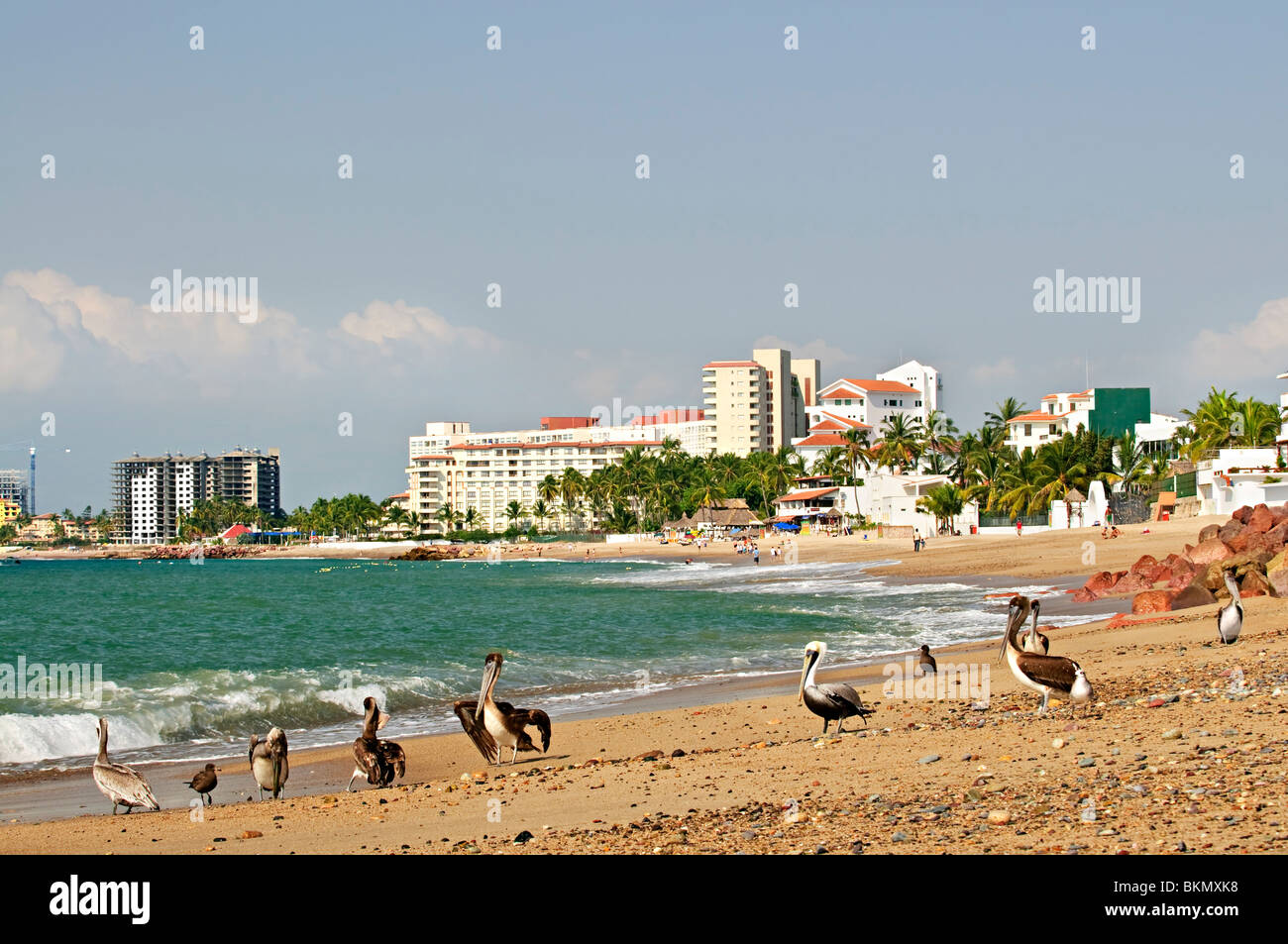 Pelikane am Strand von Puerto Vallarta in Mexiko Stockfoto