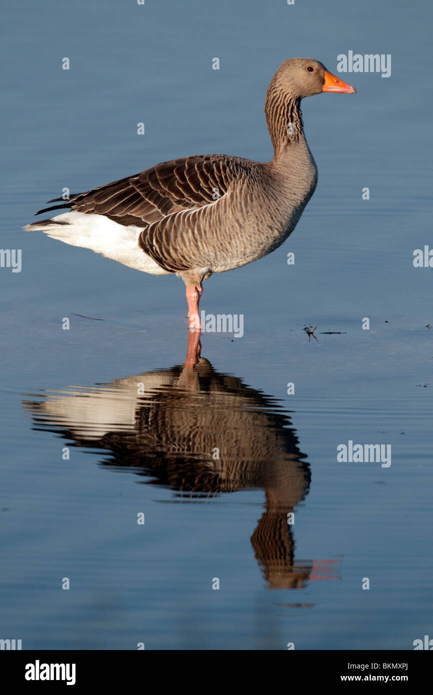Graugans Anser Anser, einziger Vogel im Wasser mit Reflexion, Norfolk, Winter 2010 steht Stockfoto