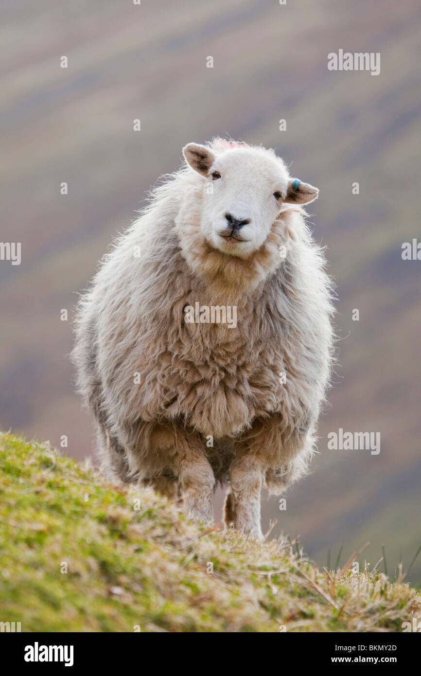 Ein Lammfell Herdwick Schaf auf tiefste fiel bei Wasdale Head im Lake District Stockfoto