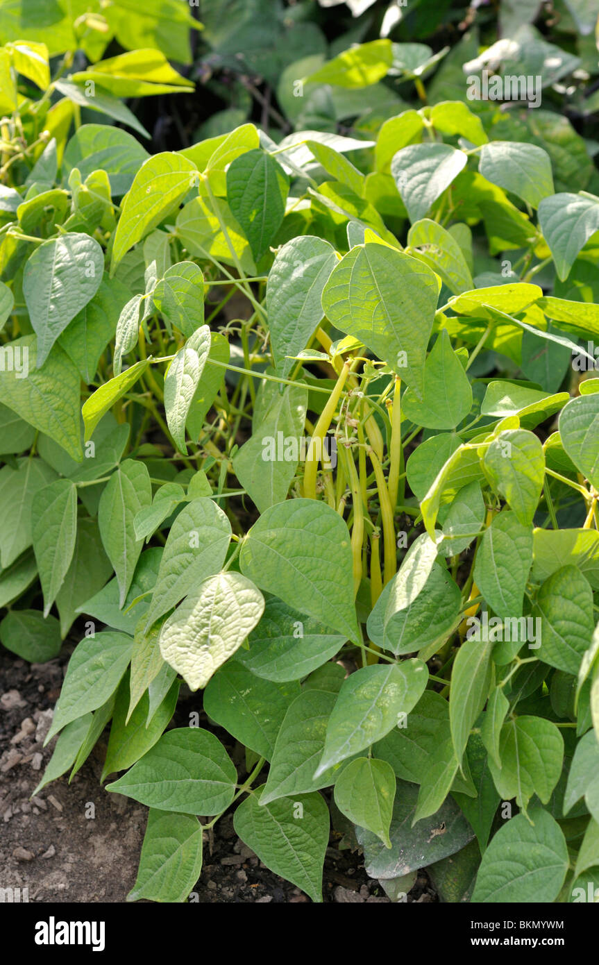 Grüne Bohne (Phaseolus vulgaris var. nanus 'Valetta') Stockfoto