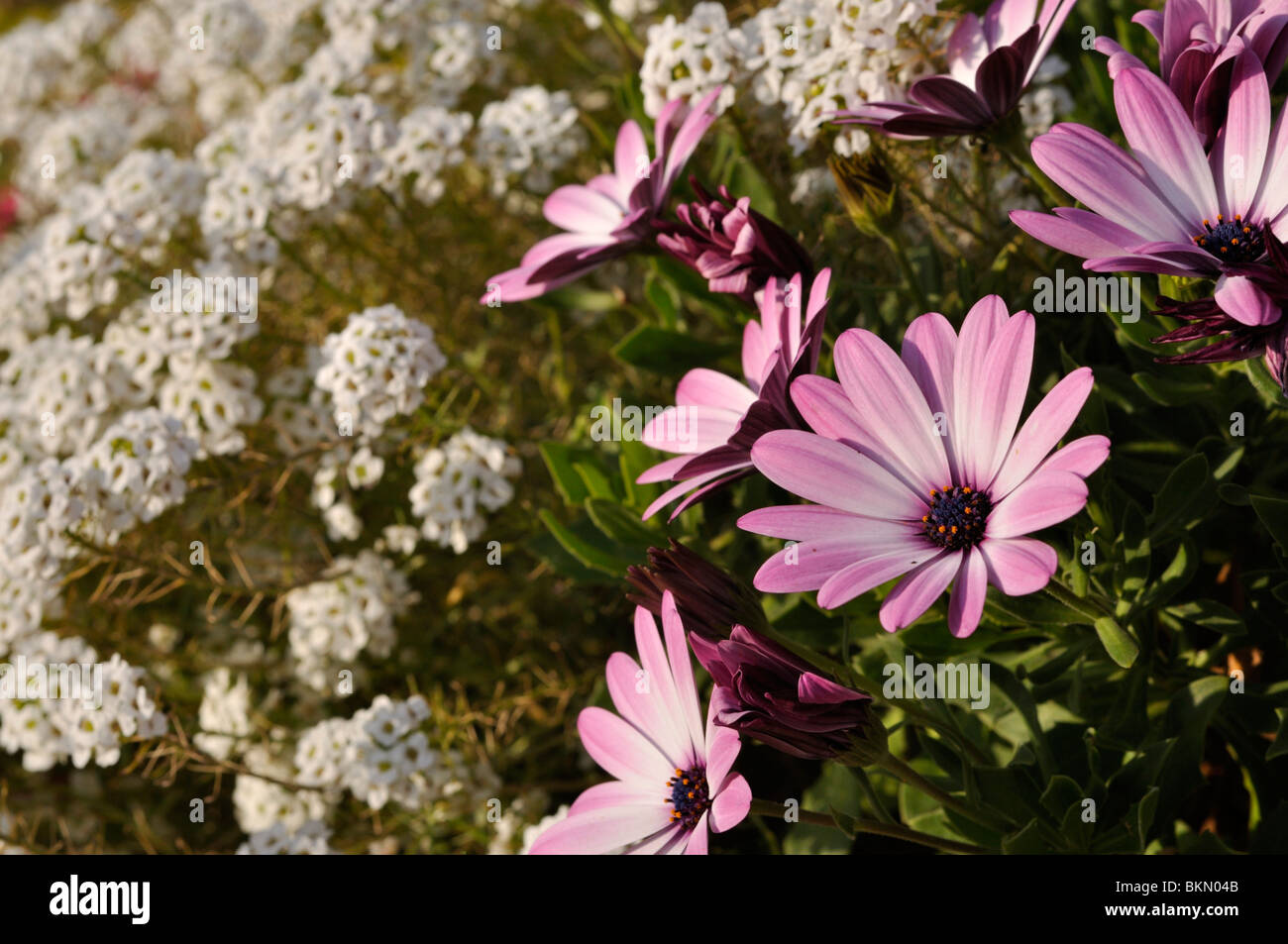 Kap Marguerite (osteospermum Ecklonis "jamboana light Purple' syn. dimorphotheca Ecklonis "jamboana hell-lila') und süßen alyssum (lobularia Stockfoto