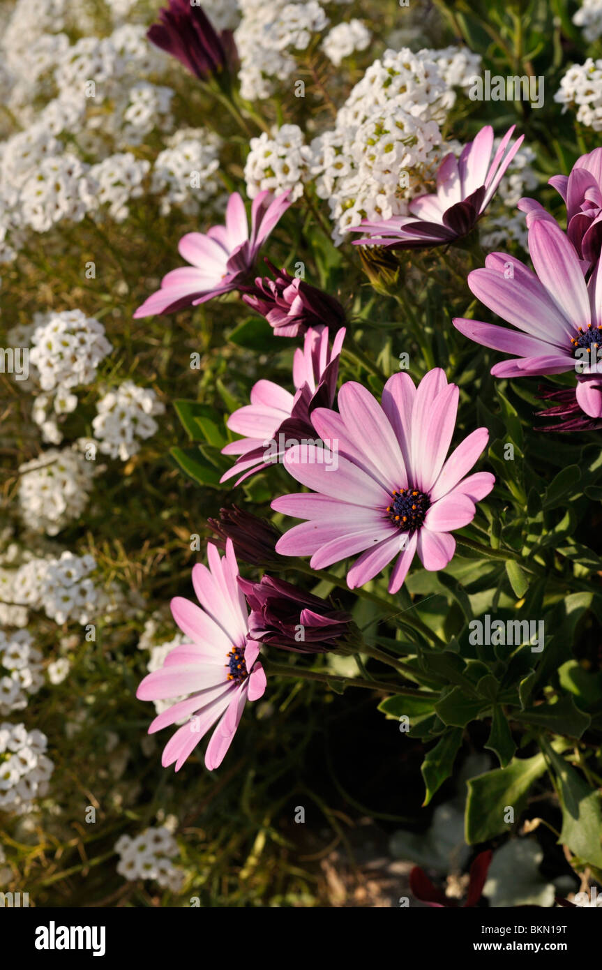 Kap Marguerite (osteospermum Ecklonis "jamboana light Purple' syn. dimorphotheca Ecklonis "jamboana hell-lila') und süßen alyssum (lobularia Stockfoto