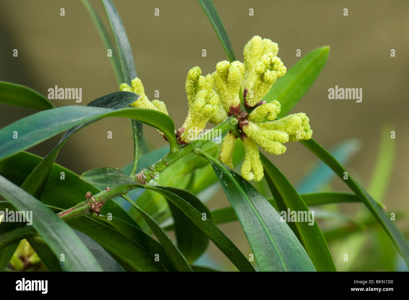 Großen Blatt Eibe Kiefer (Podocarpus Macrophyllus), Zweig mit männlichen Blüten. Stockfoto