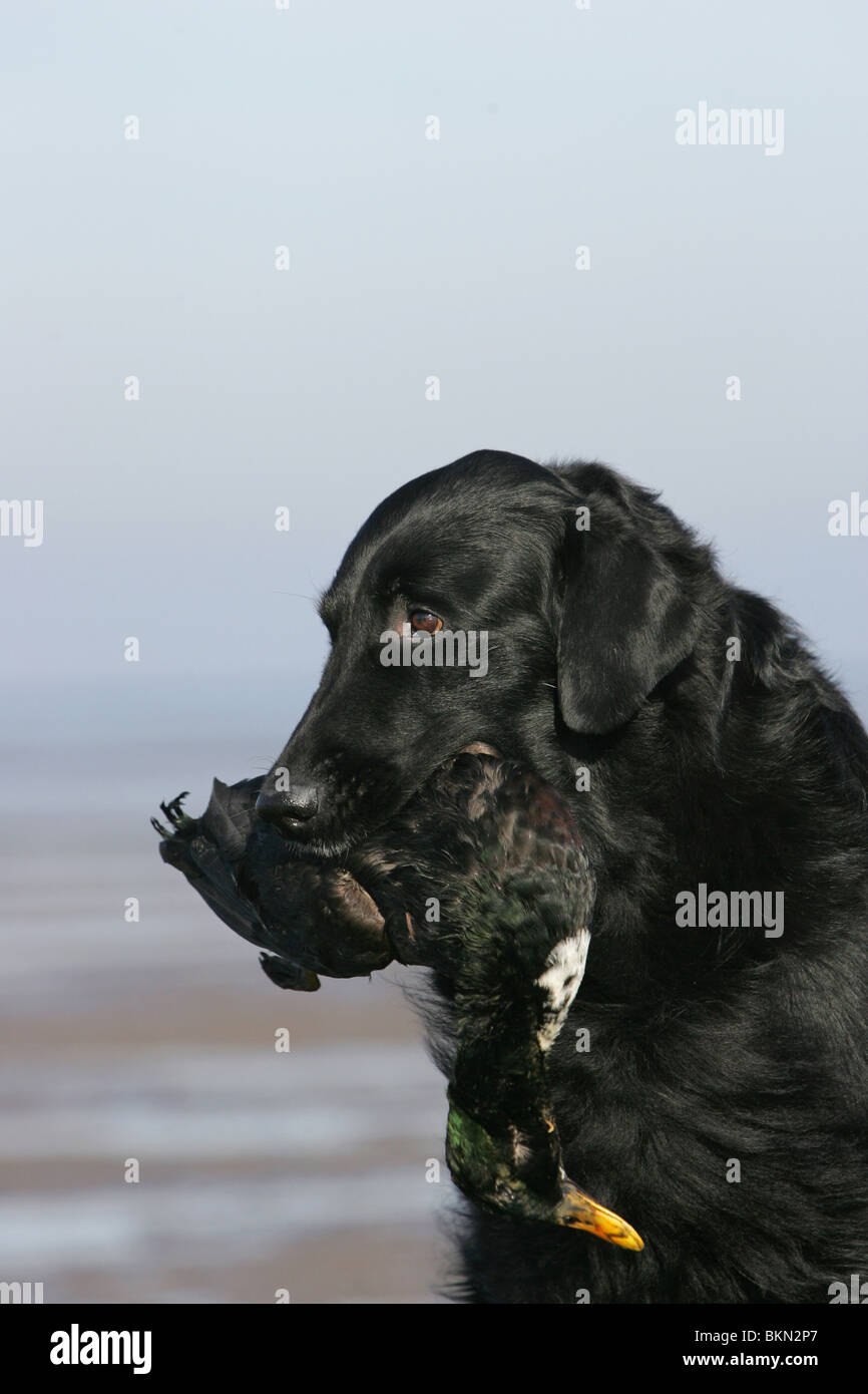 Flat coated Retriever mit Ente Stockfoto