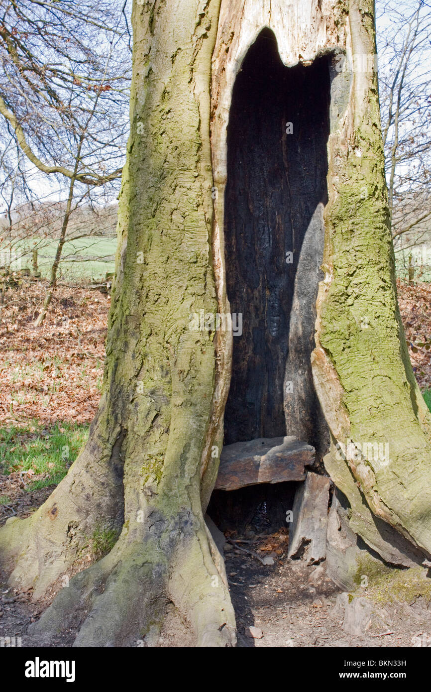 Hohlen Baum im großen Holz Royds Hall, Bradford Stockfotografie Alamy