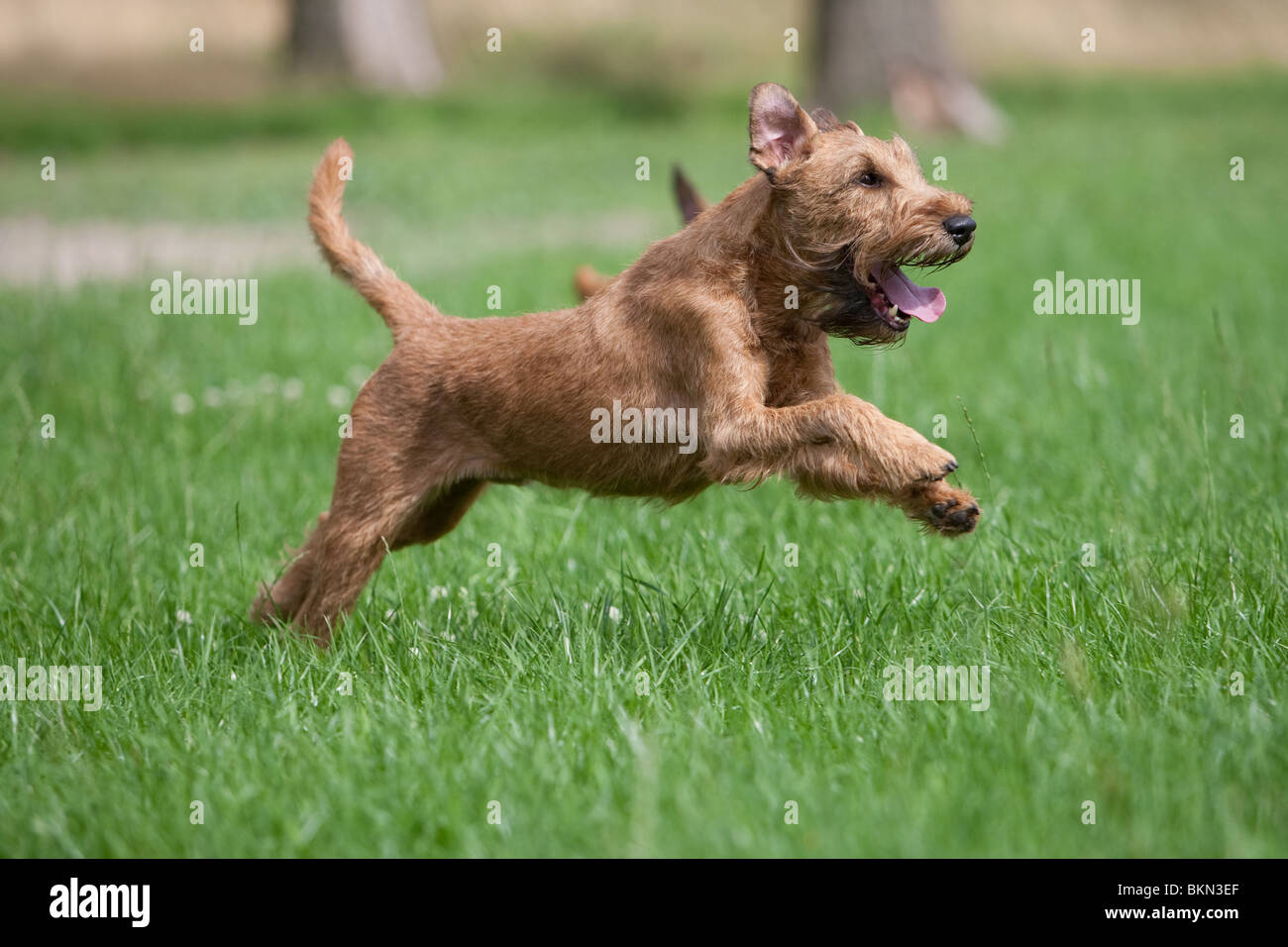 Irish Terrier laufen Stockfoto