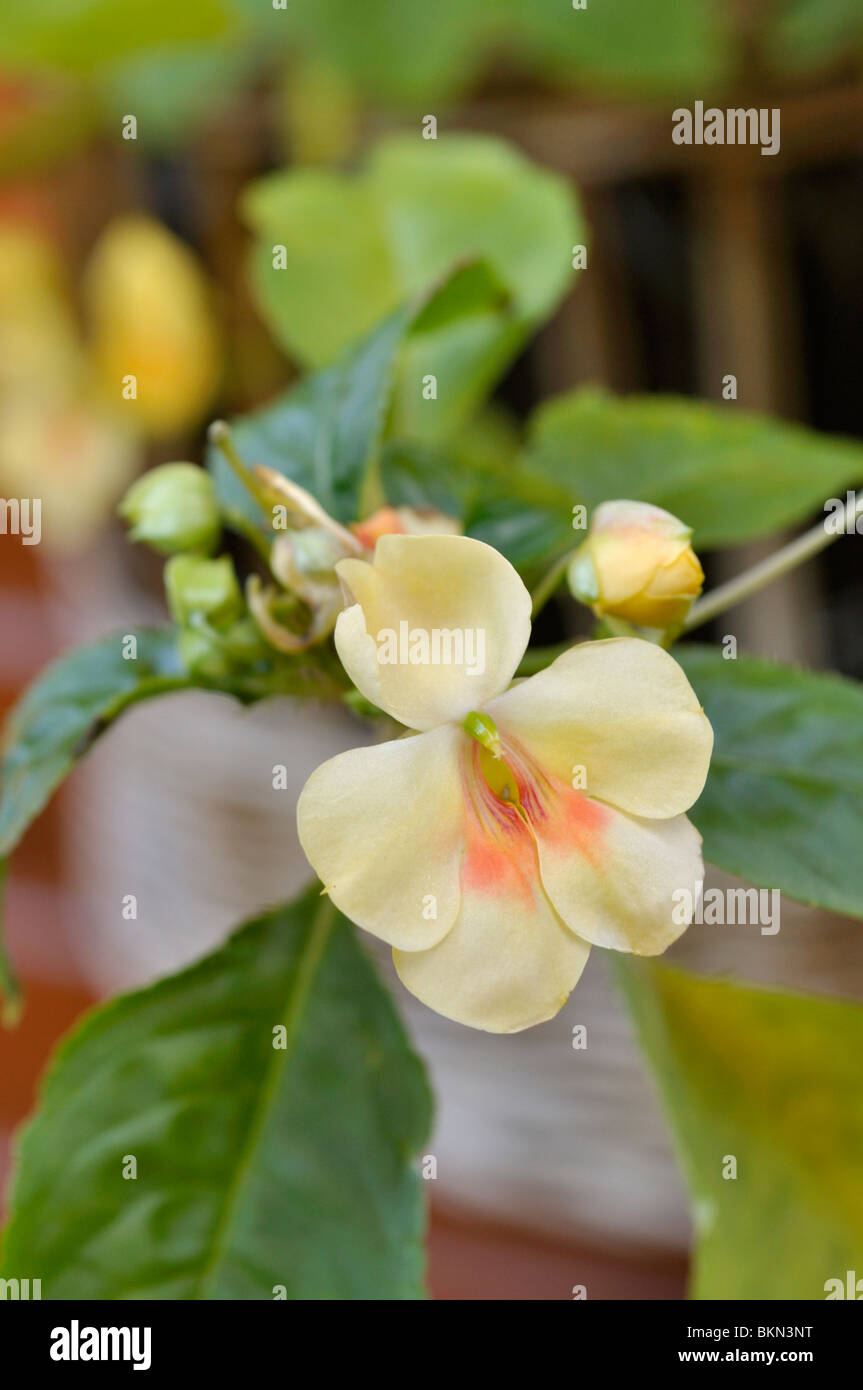 Balsam (Impatiens fusion Leuchten) Stockfoto