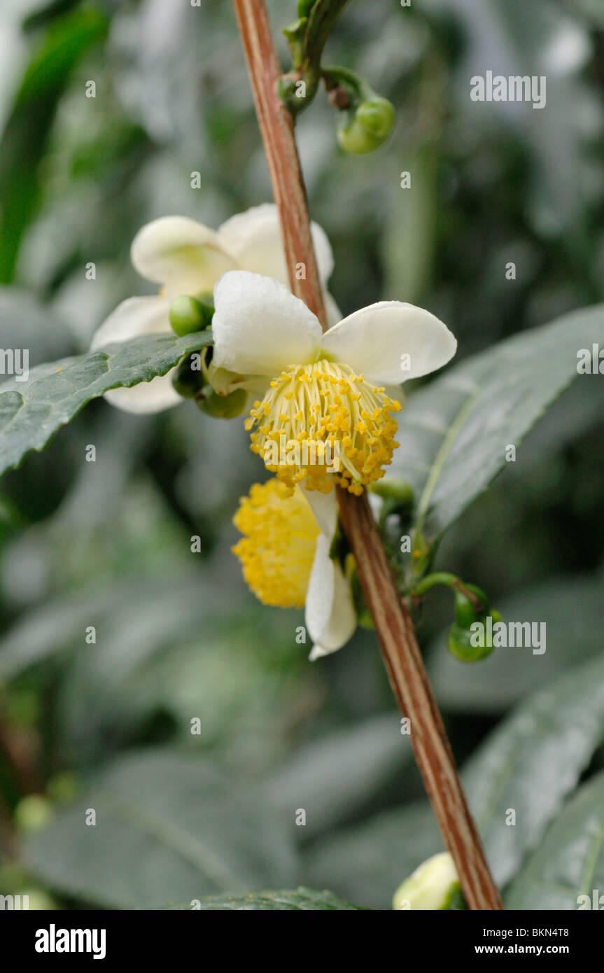 Teepflanze (Camellia sinensis) Stockfoto