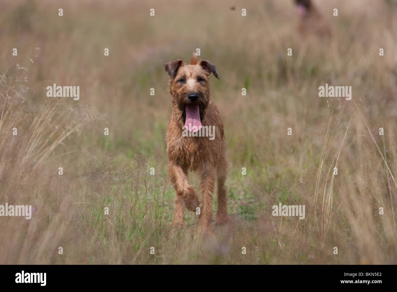 Irish Terrier Stockfoto