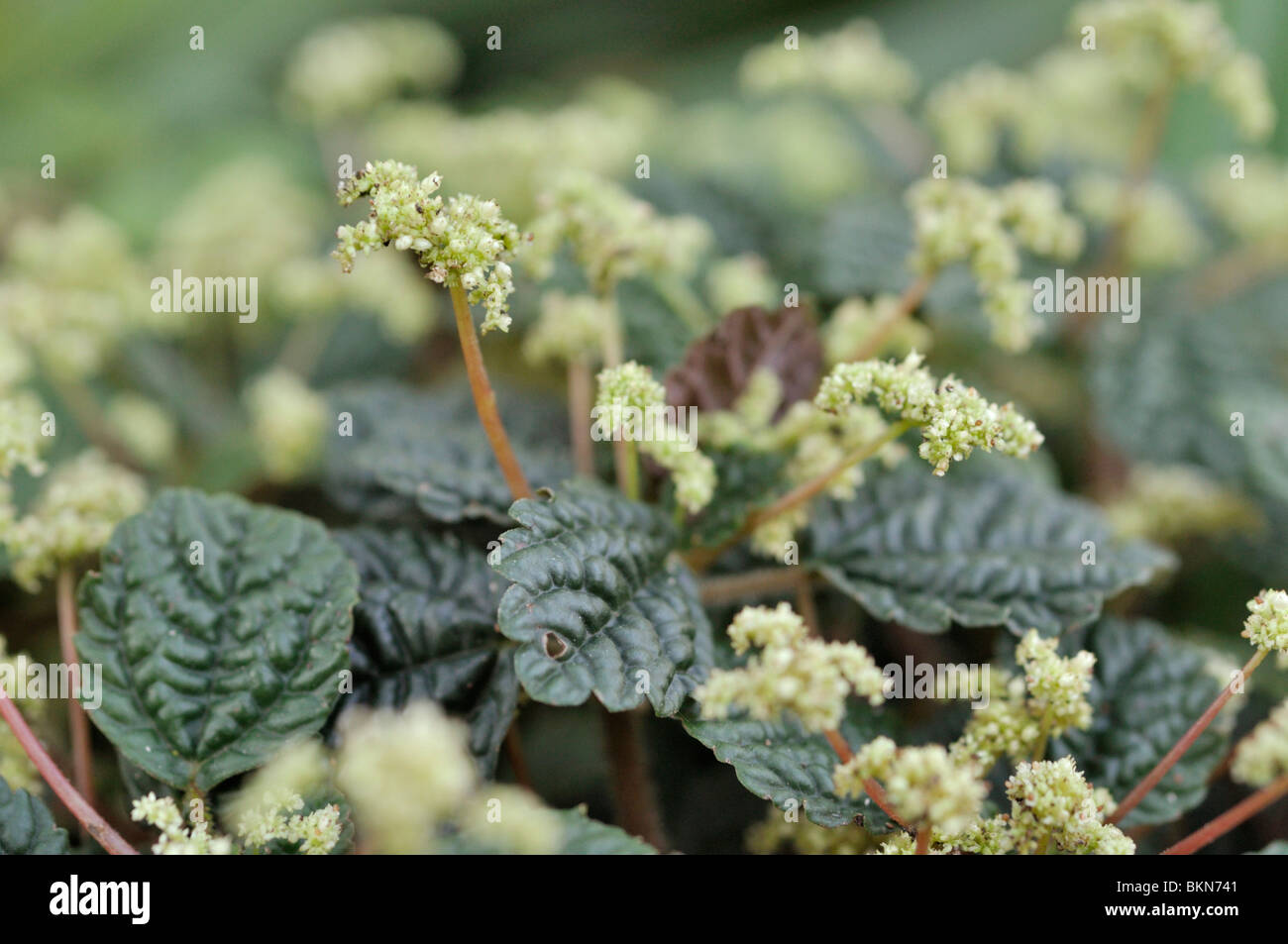 Aluminium Pflanze (pilea repens) Stockfoto