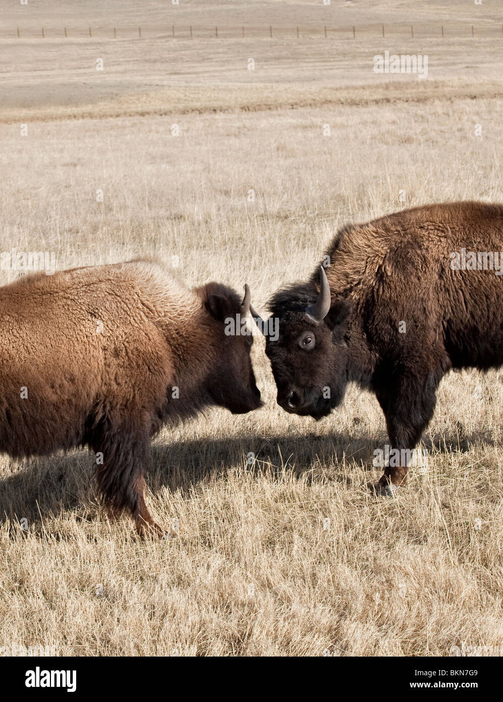 Zwei Büffel butting Köpfe Stockfoto