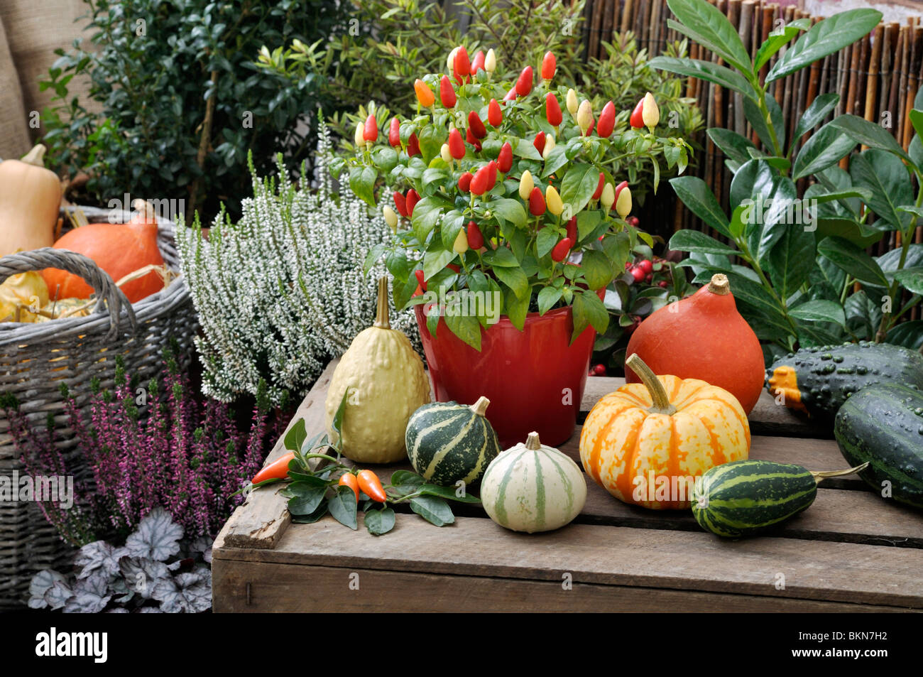 Dekorative Pfeffer (Capsicum) und dekorative Kürbisse (Cucurbita pepo) Stockfoto