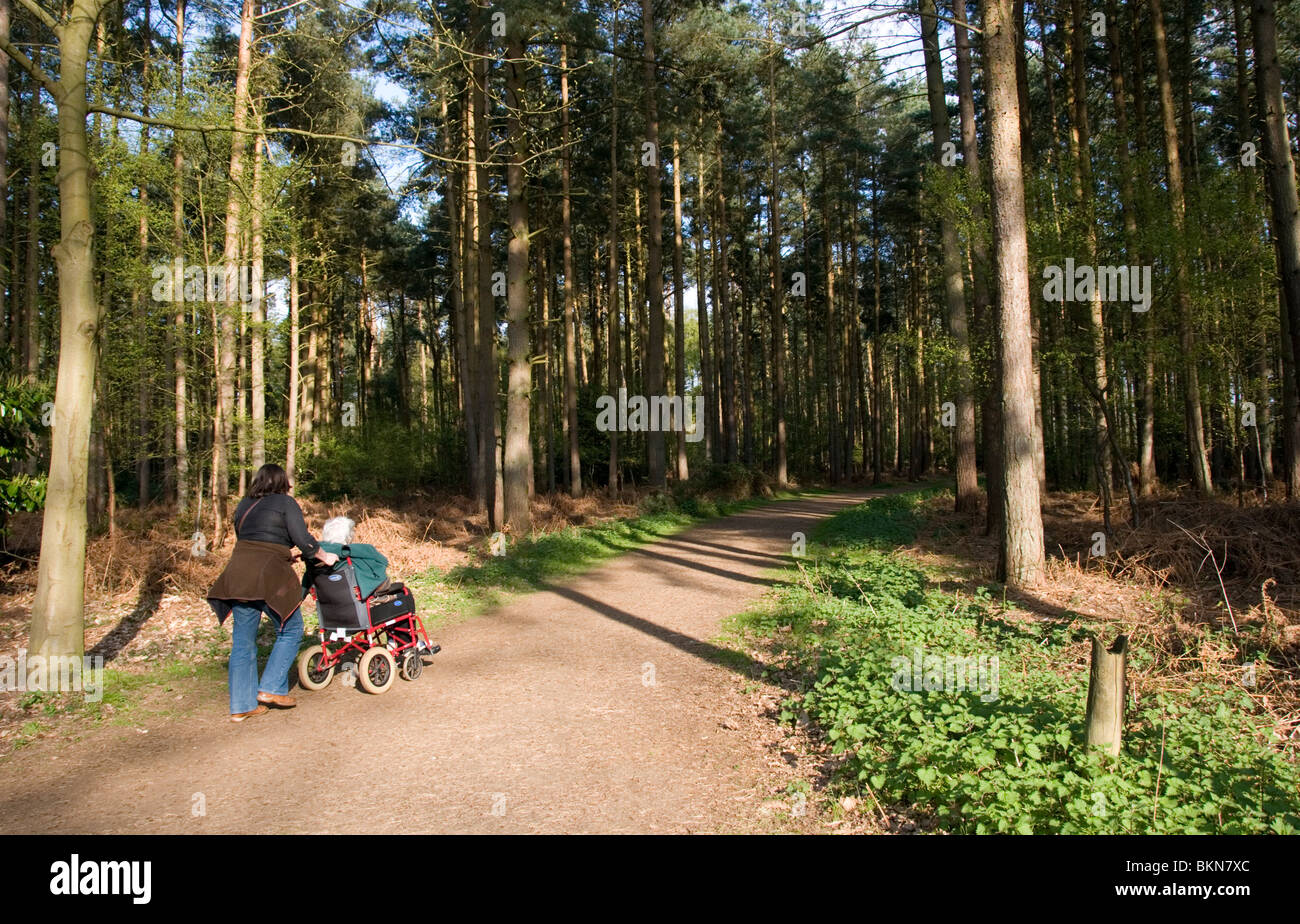 Behinderte Rollstuhlfahrer, die Landschaft - ein Weg durch den Sandringham Country Park in Norfolk, England Stockfoto