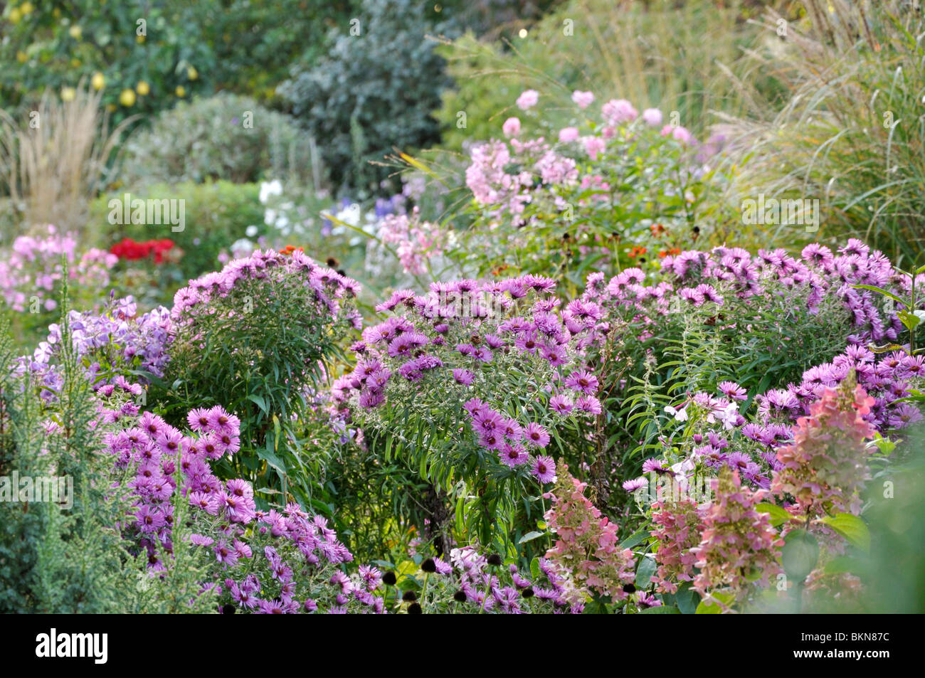 Die herbstlichen Garten mit astern (Aster). Design: Marianne und Detlef lüdke Stockfoto