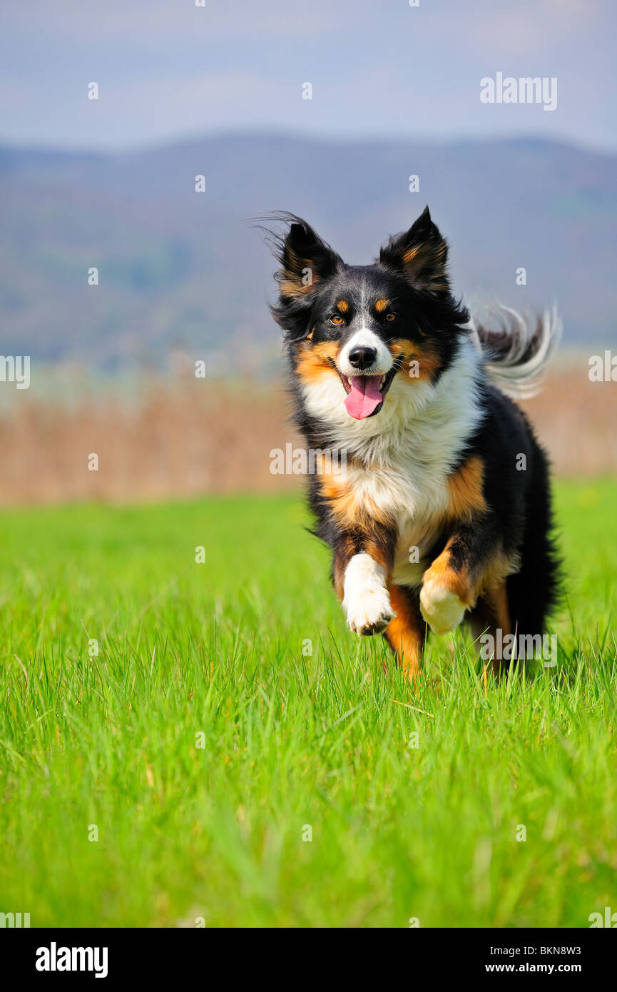 Junger Hund (Kreuzung zwischen einem Border Collie und ein Appenzeller)  laufen in Richtung der Kameras. Platz für Text im Himmel und auf der gr  Stockfotografie - Alamy
