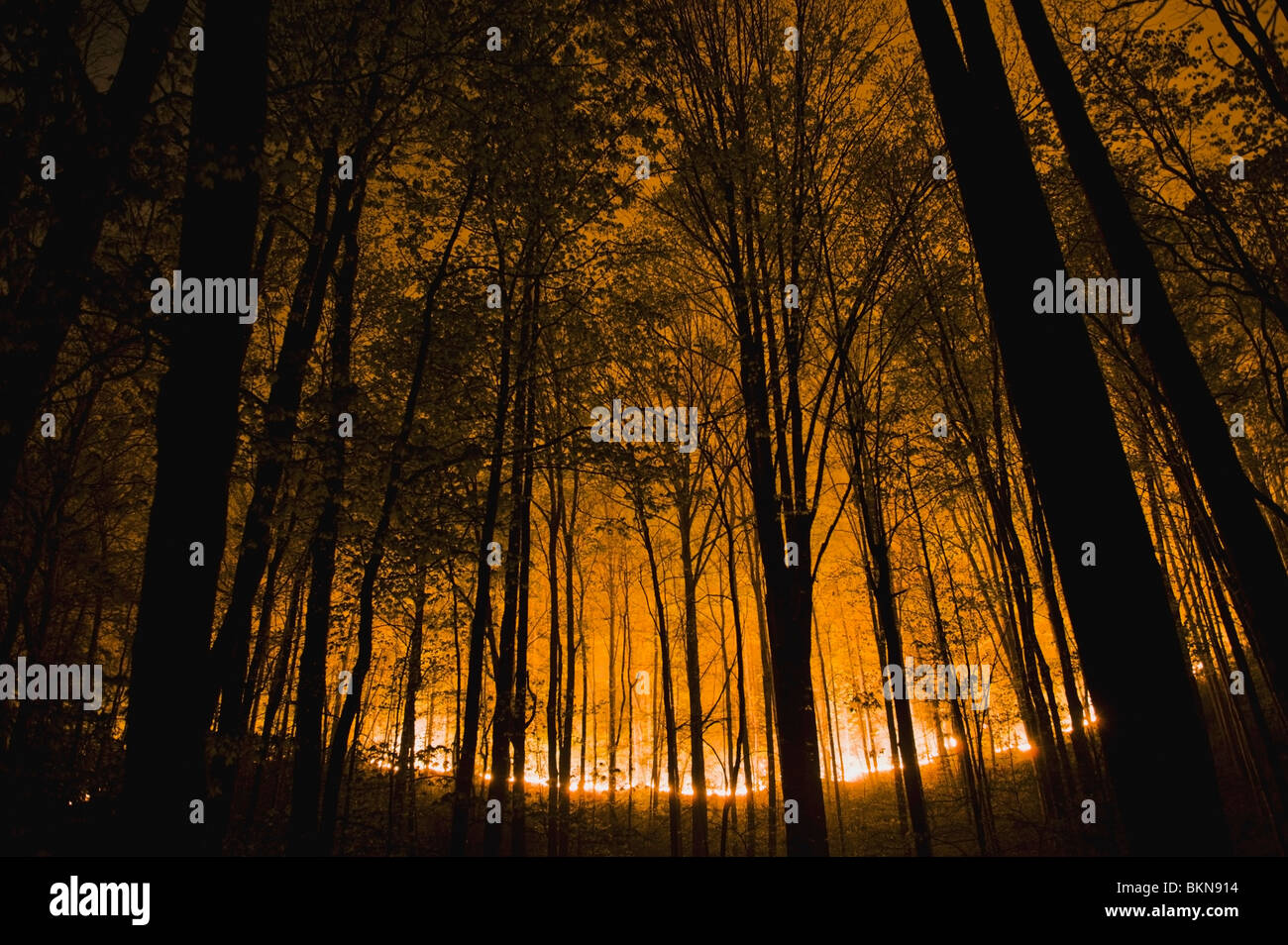 Tennessee, Vereinigte Staaten von Amerika; Schein der Boden Waldbrand in der Nacht In den Great Smokey Mountains National Park Stockfoto