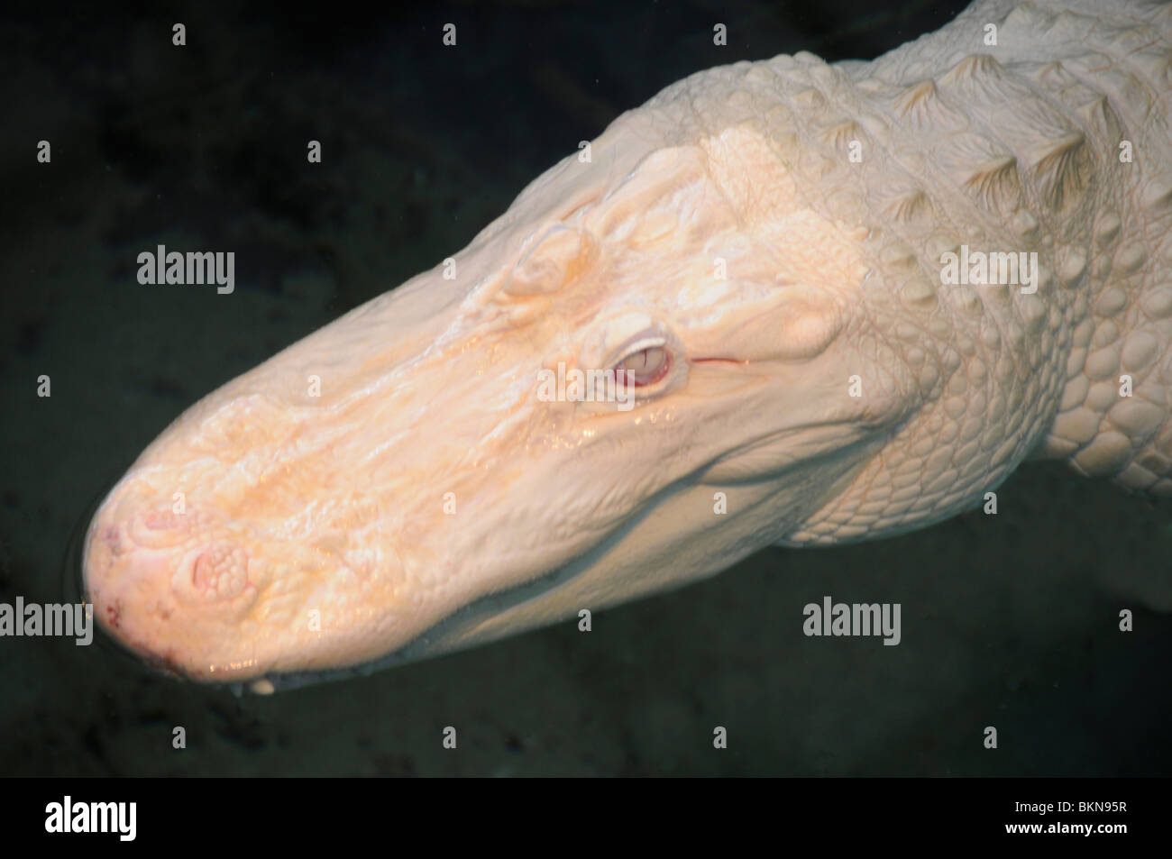 Albino amerikanischer Alligator Stockfoto