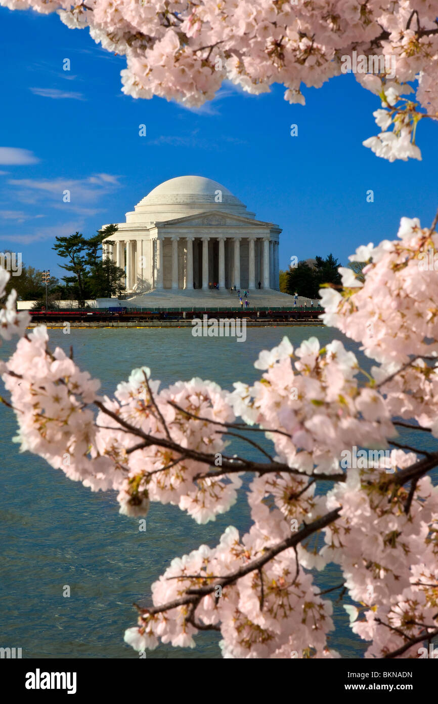 Das Jefferson Memorial mit blühenden Kirschbäume Baum in Washington DC USA Stockfoto