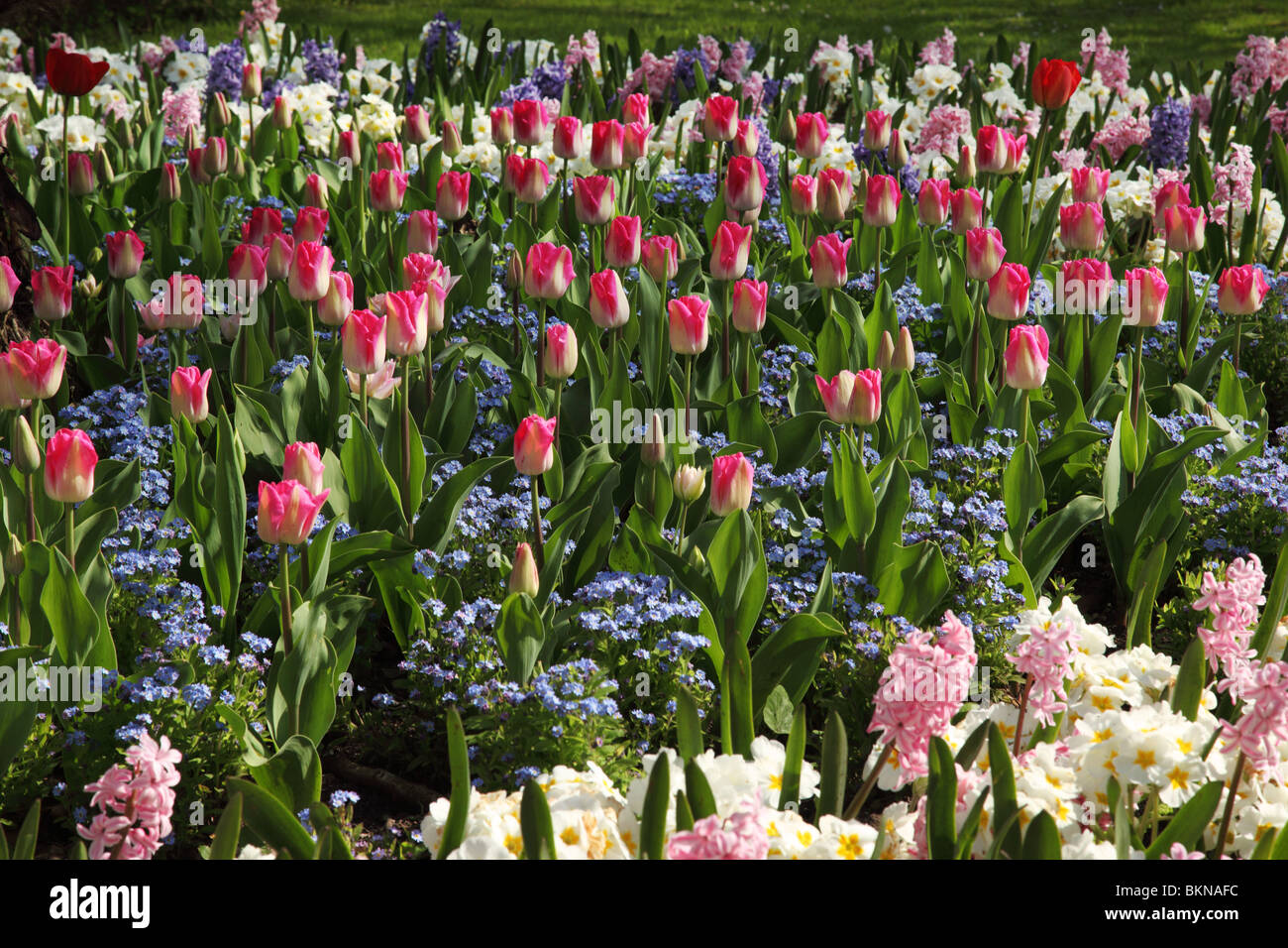 Nahaufnahme eines bunten Blumenbeet mit Frühlingsblumen - Tulpen, vergessen Sie mir die Nots und Hyazinthe, die alle in einem Frühlingsgarten in Großbritannien blühen Stockfoto