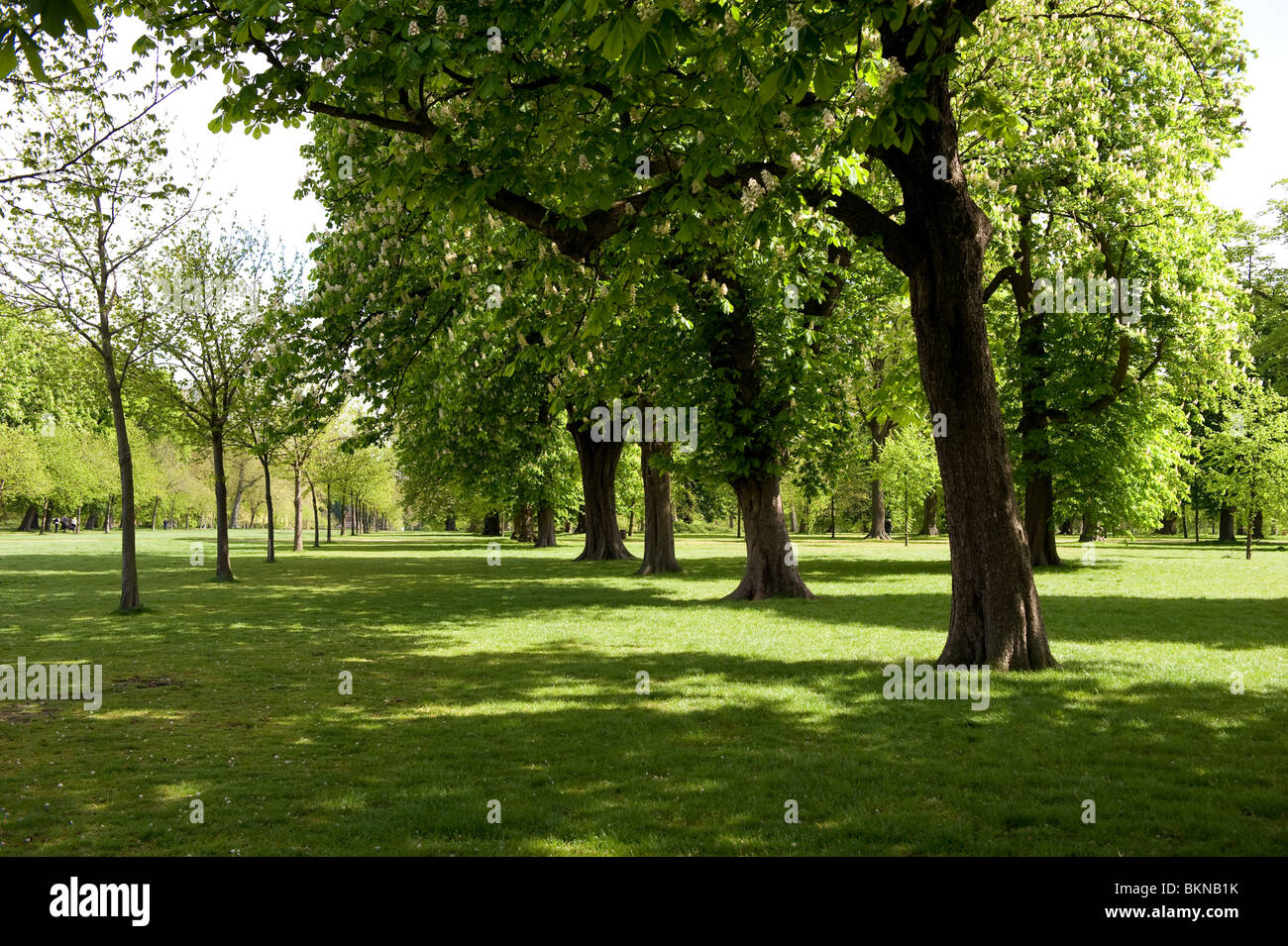 Eine Allee von Bäumen der Rosskastanie im Hyde Park Stockfoto