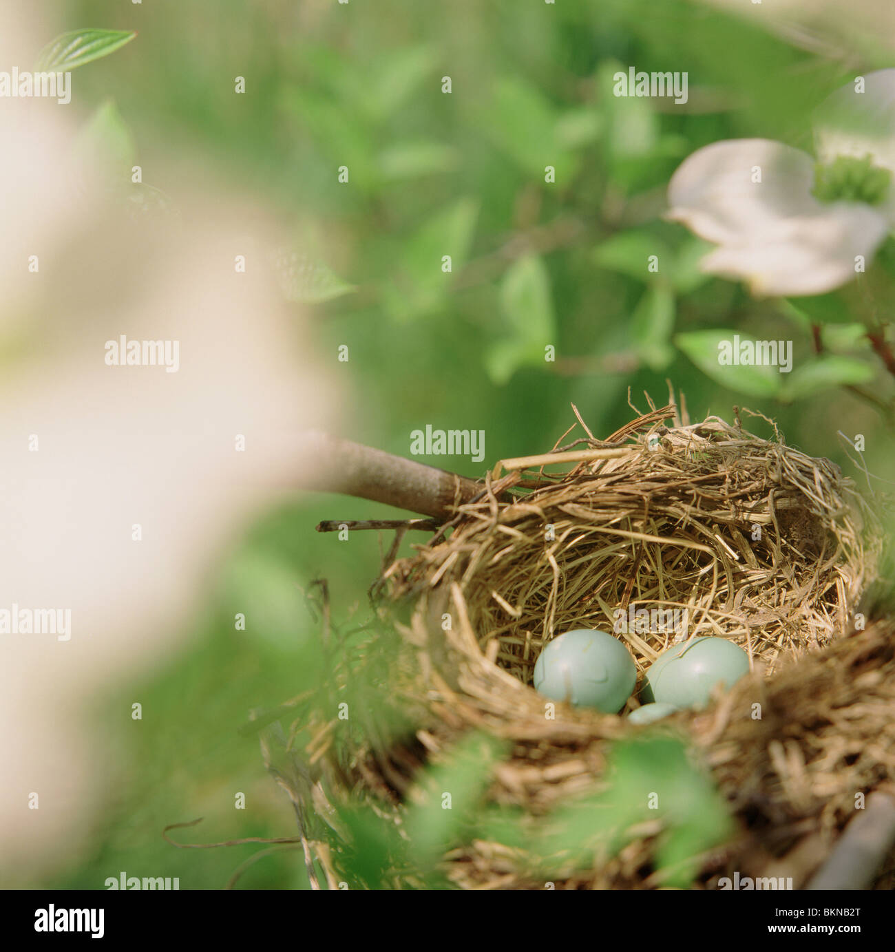 Nahaufnahme Robins blaue Eier in einem nest Stockfoto