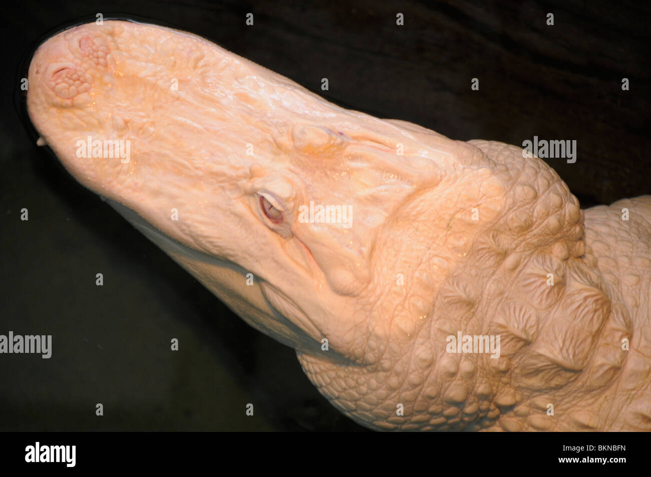 Albino amerikanischer Alligator Stockfoto