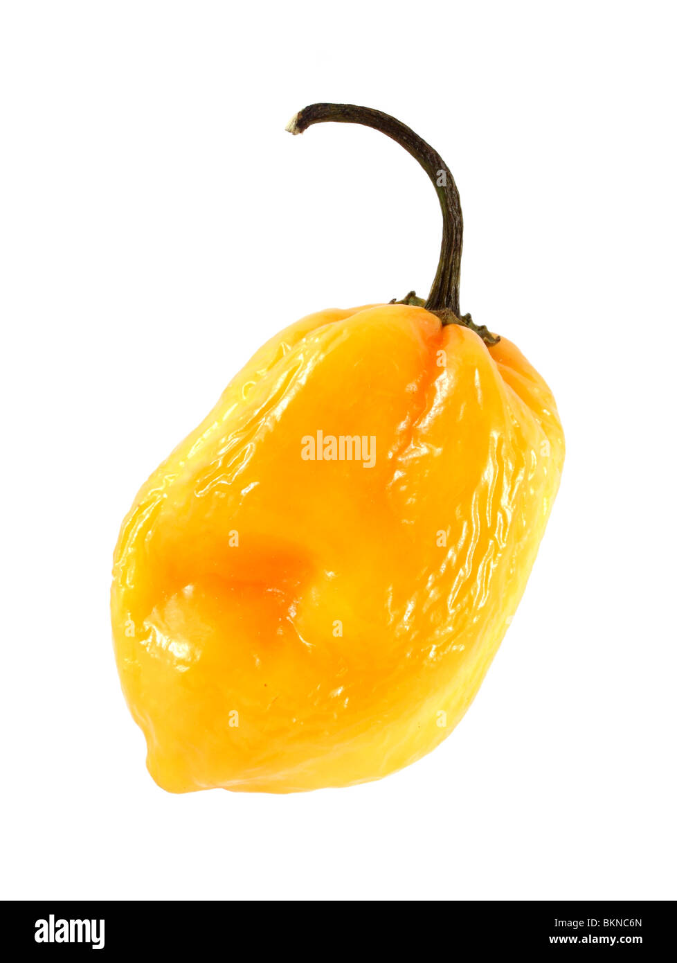 Gelbe Scotch Bonnet Chili-Pfeffer Stockfoto