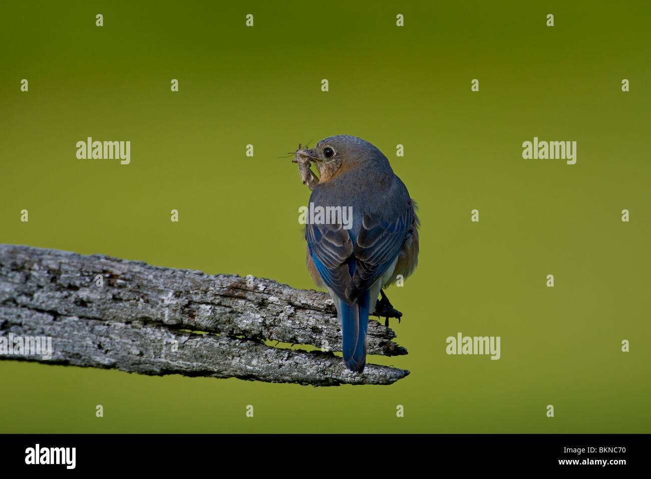 Weibliche östliche Bluebird mit einer Motte für ihre Küken Anfang Mai Stockfoto