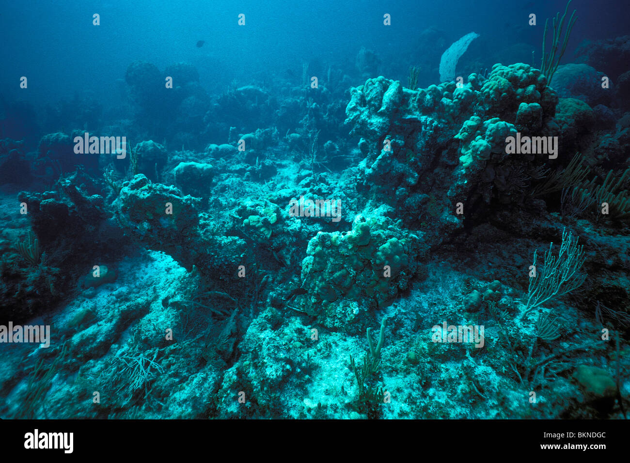 Coral Reef Schäden, Karibik, Atlantik Stockfoto