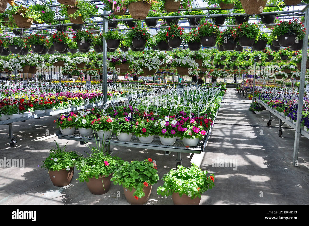 Blumen und Pflanzen zum Verkauf an einen im Frühjahr