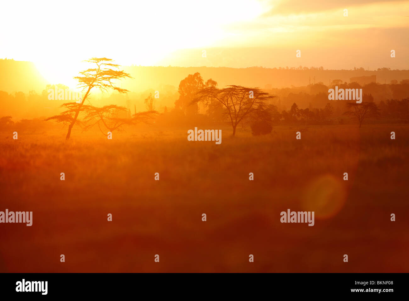 Kenia, Lake Nakuru National Park, Afrikanische Bäume Sonnenuntergang Stockfoto