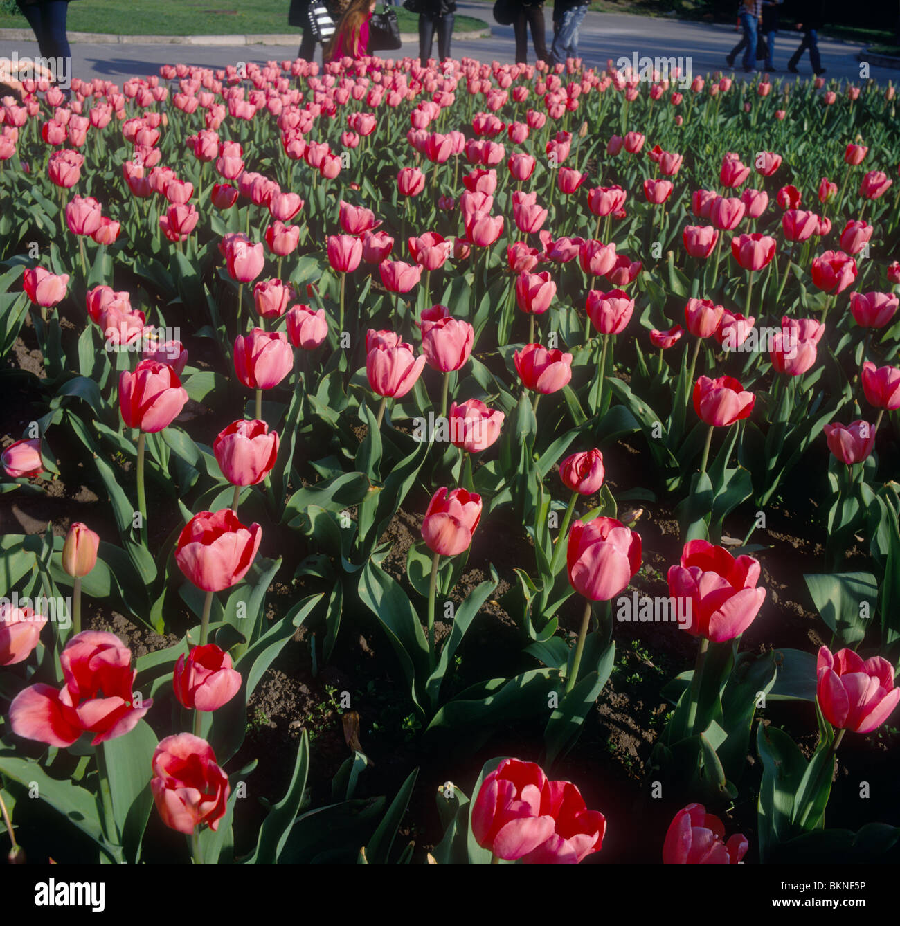 Schöne rote Tulpen. Stockfoto