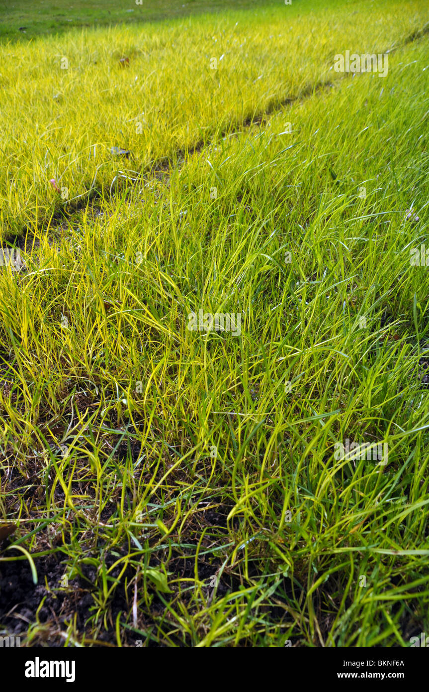 Nahaufnahme von neugepflanzten Rasengras. Stockfoto