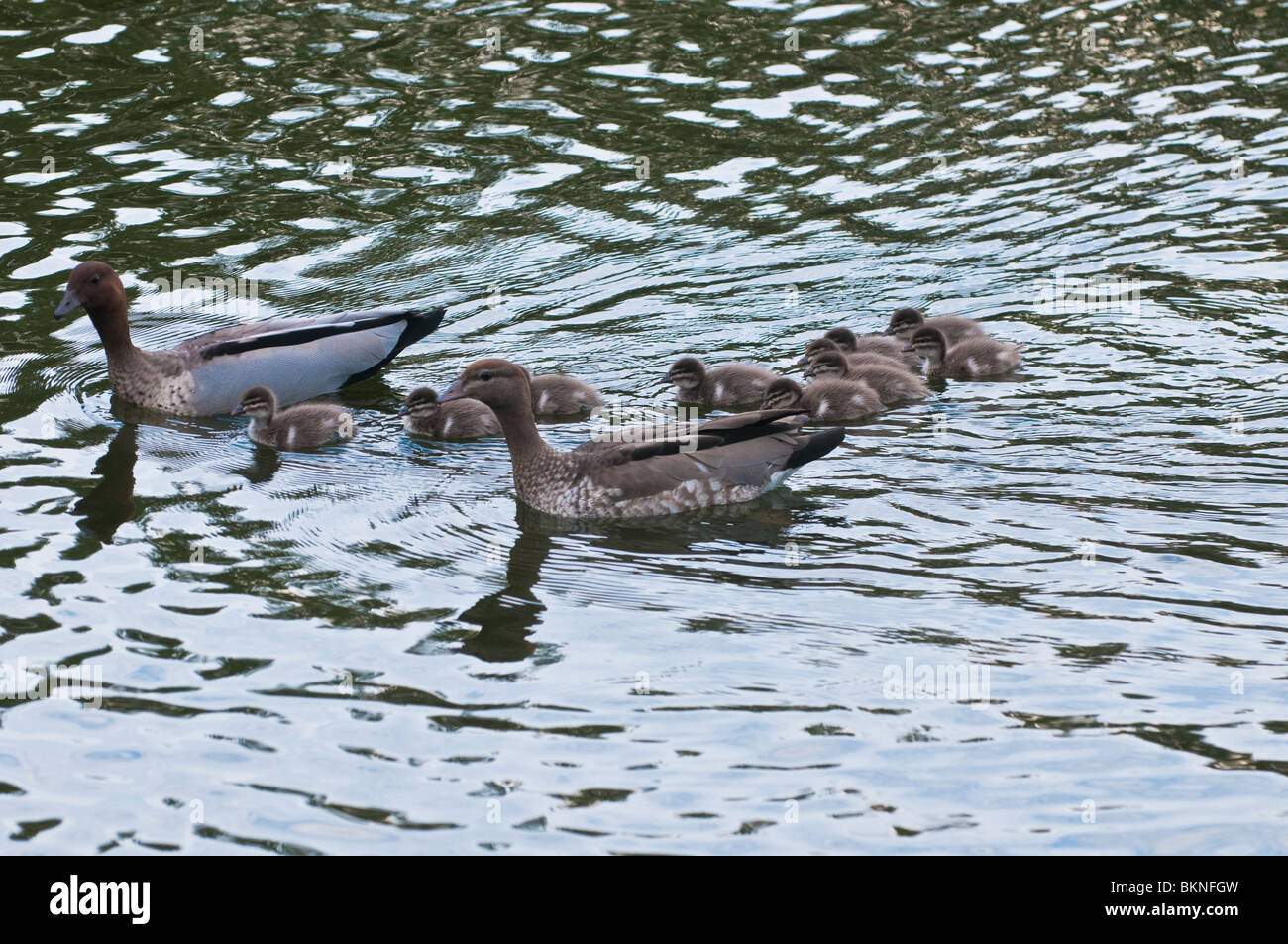 Vögel und brut -Fotos und -Bildmaterial in hoher Auflösung – Alamy Vögel und brut -Fotos und -Bildmaterial in hoher Auflösung – Alamy