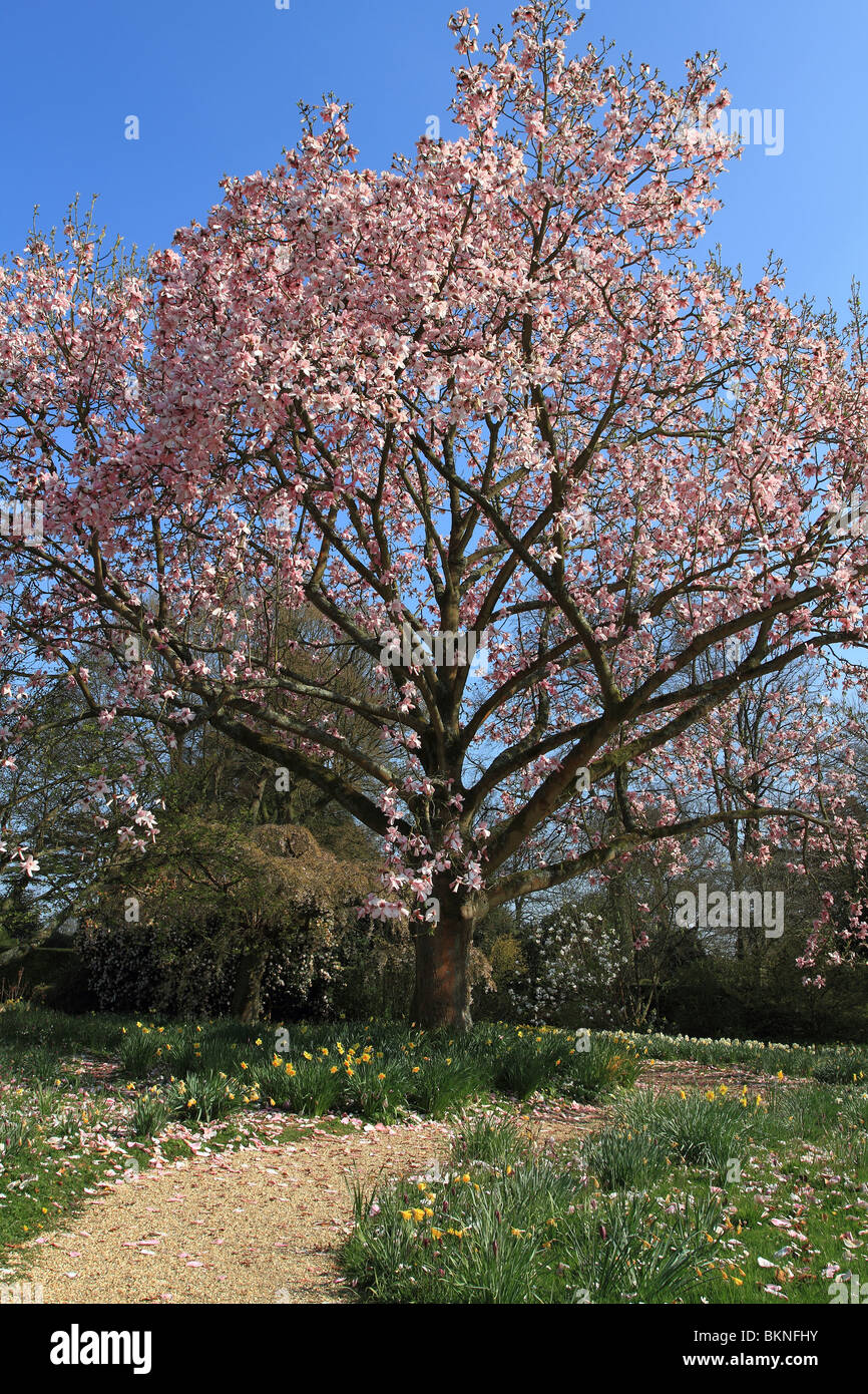 Magnolie Stockfoto