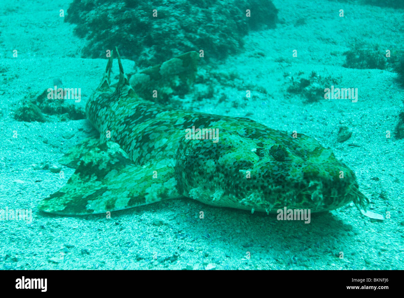 Wobbegong Shark, North Stradbroke Island, Queensland, Australien Stockfoto