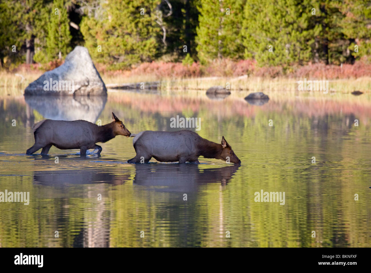 Zwei Kuh Elch überqueren String Lake im September, Grand-Teton-Nationalpark, Wyoming. Stockfoto