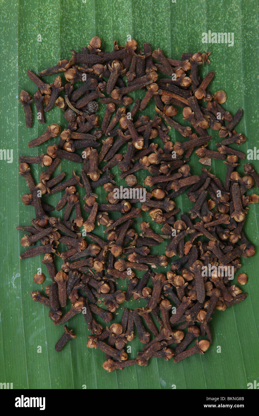 Gewürznelke, Eugenia Caryophyllis oder Syzgium Aromaticum ist eine Kochzutat in Indien Stockfoto