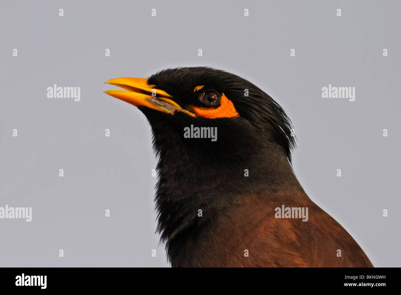 Gemeinsame Myna oder indischen Myna (Acridotheres Tristis) Stockfoto