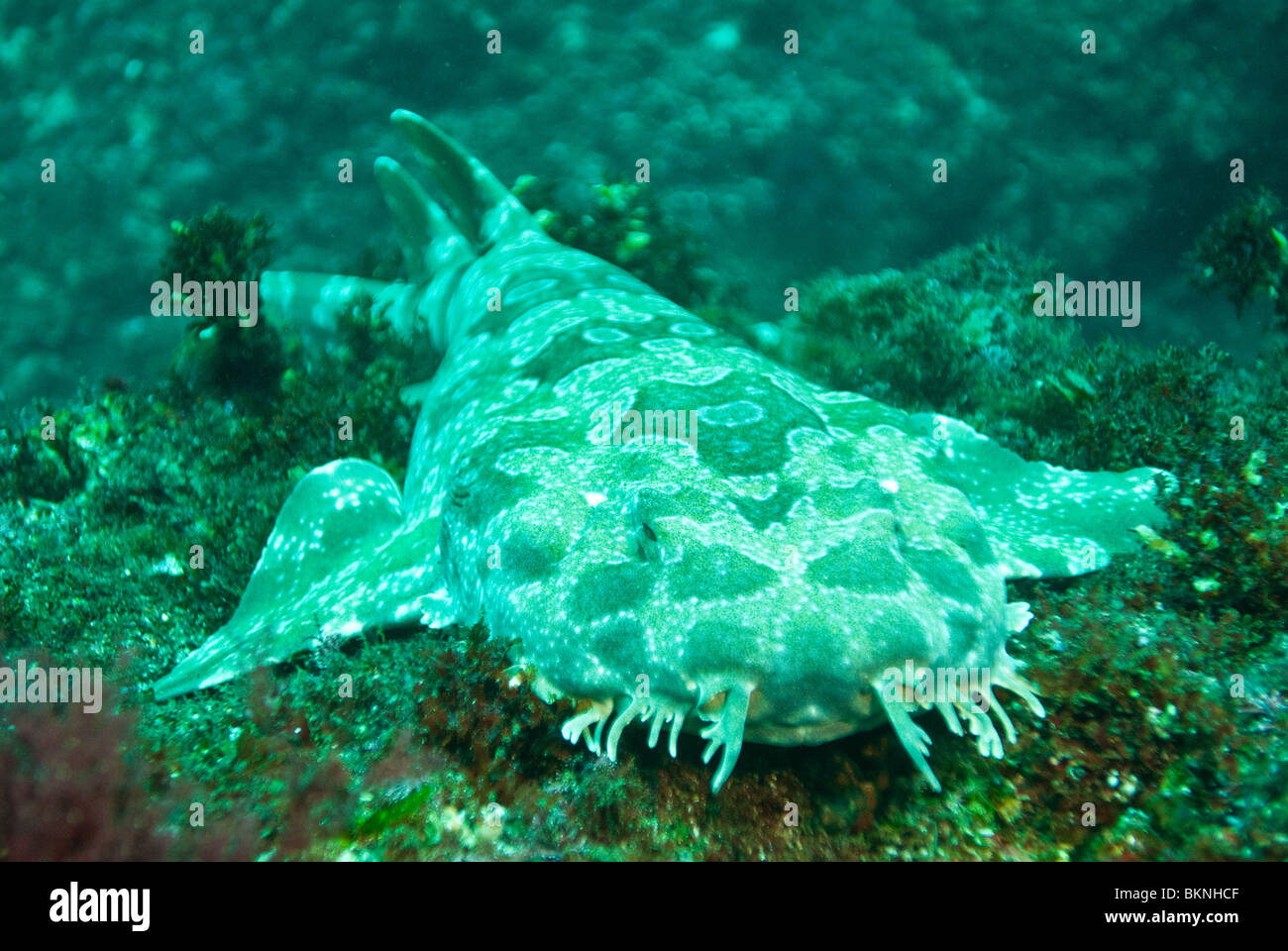 Wobbegong Shark, North Stradbroke Island, Queensland, Australien Stockfoto