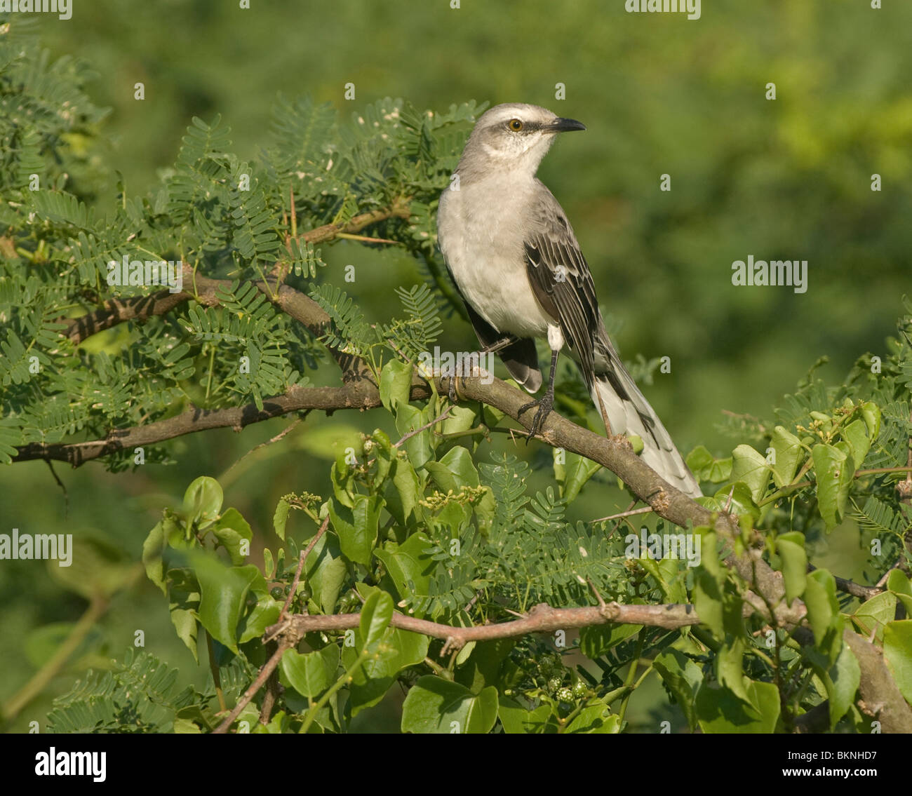 Tropische Spotlijster; Tropischen Mockingbird Stockfoto