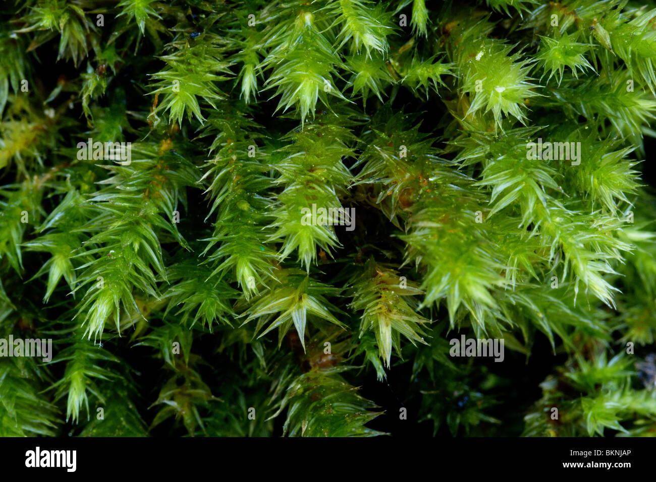Detailopname van Takjes van Eekhoorntjesmos. Recht van Boven Genomen, Makro-Opname. Stockfoto
