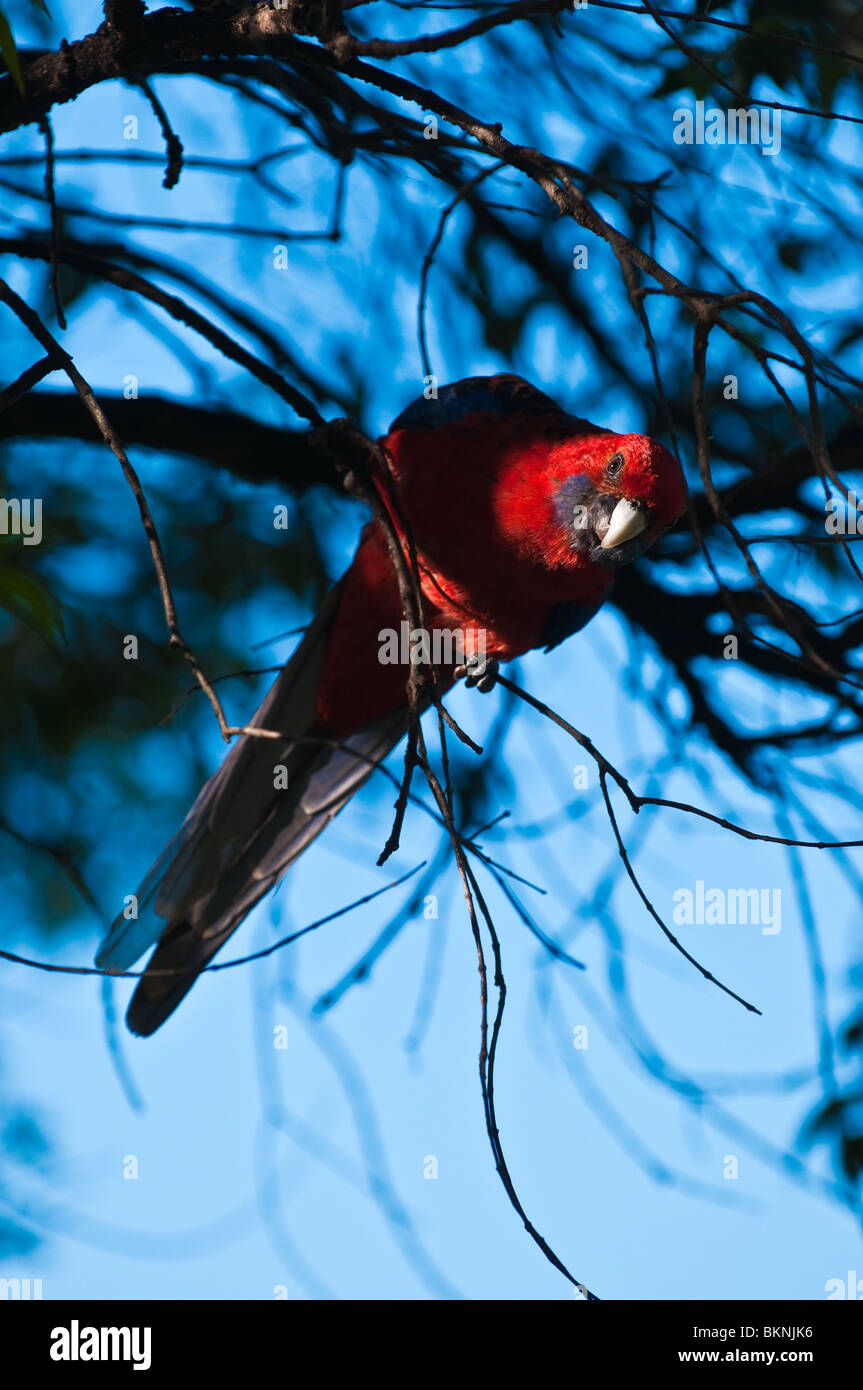Crimson Rosella, O' Reilly's, Lamington Nationalpark, Queensland, Australien Stockfoto