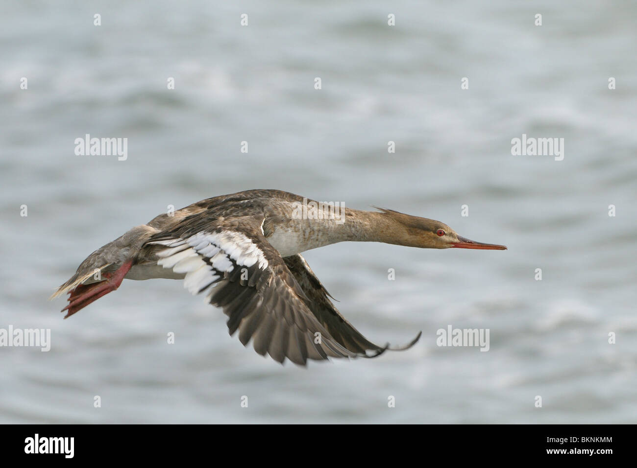 Vliegbeeld Middelste Zaagbek; Red-breasted Prototyp im Flug Stockfoto