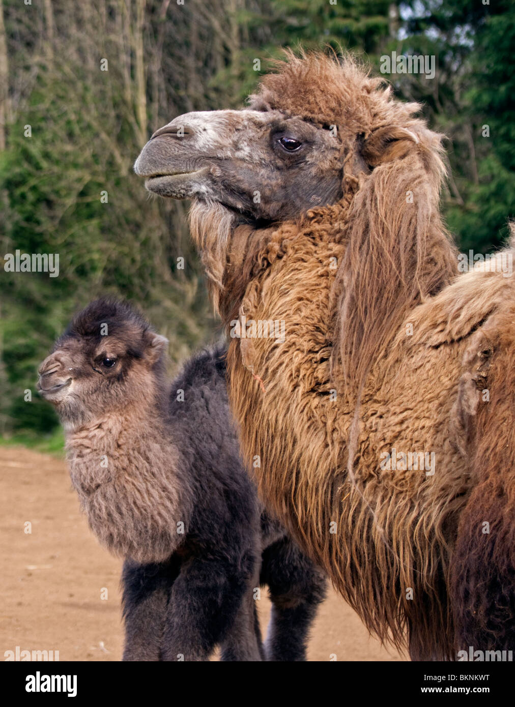 Baktrischen Kamel, Mutter und Kalb (Camelus Bactrianus) Stockfoto