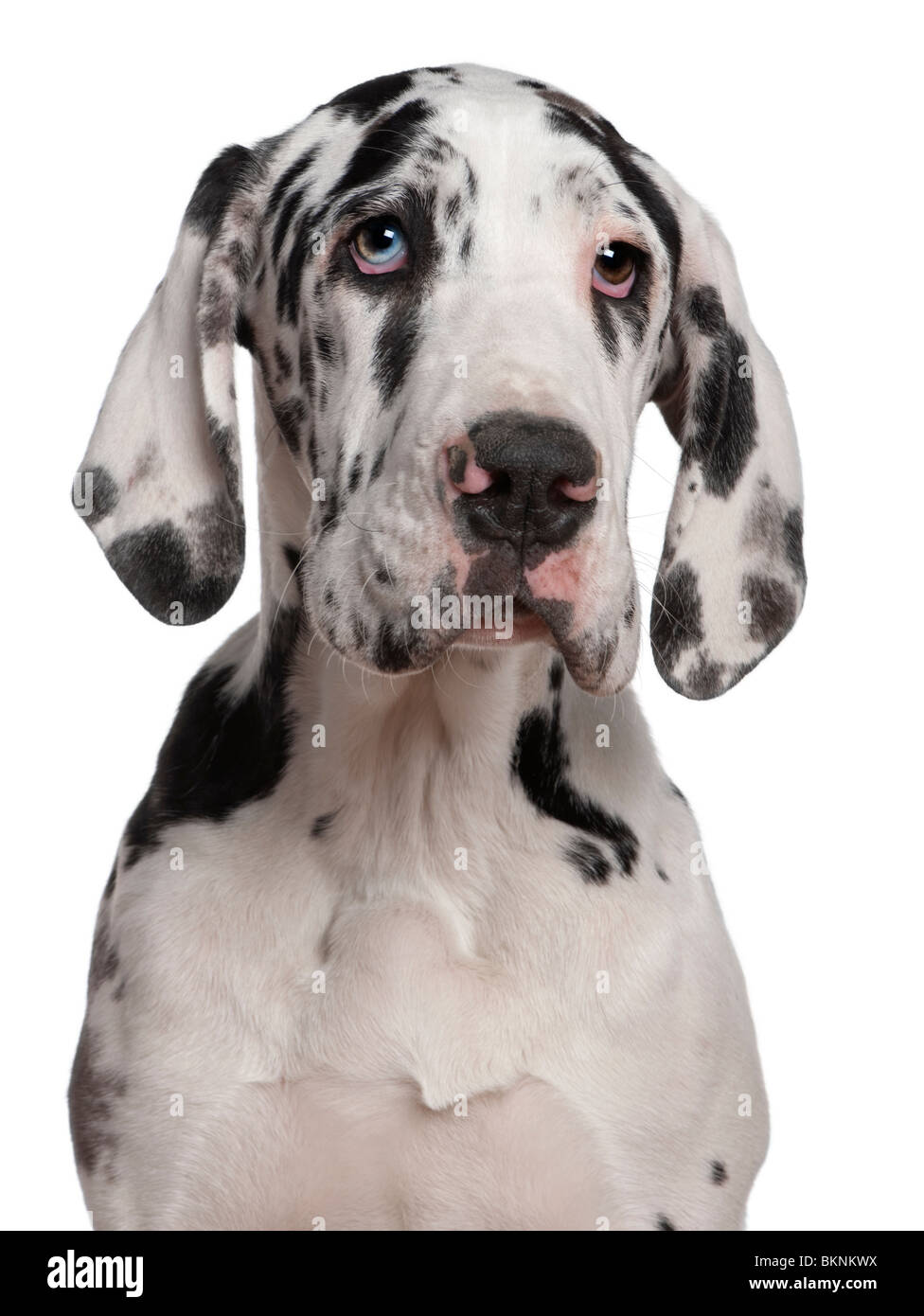 Deutsche Dogge Welpen, 6 Monate alt, vor weißem Hintergrund Stockfoto